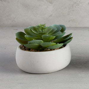 Succulent in Gray Pot - Elegans