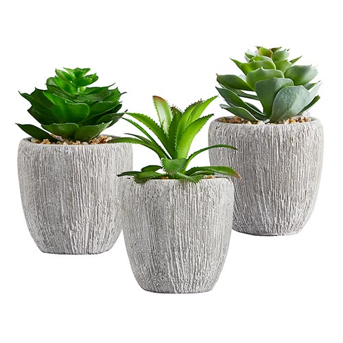 Succulents in Small Pot - Set of 3