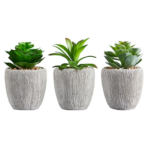 Succulents in Small Pot - Set of 3