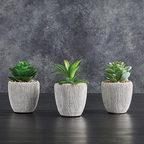 Succulents in Small Pot - Set of 3