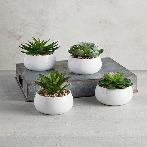 Succulent in White Pot - Petras Perle